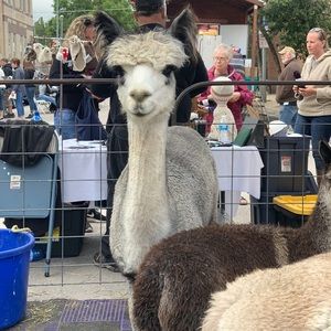 Meet your Posher, Wilyndee